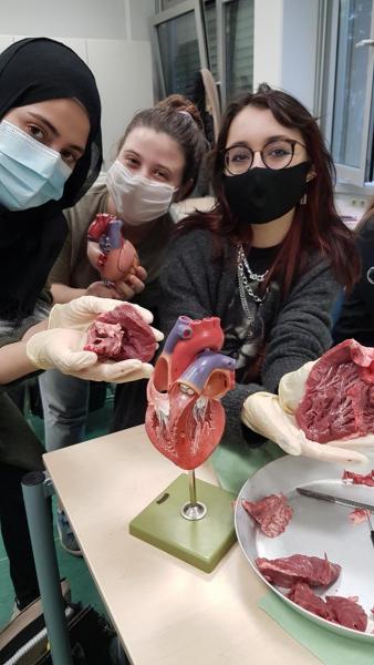 Schülerinnen bei der Herzpräparation